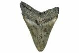 Fossil Megalodon Tooth - North Carolina #342156-2